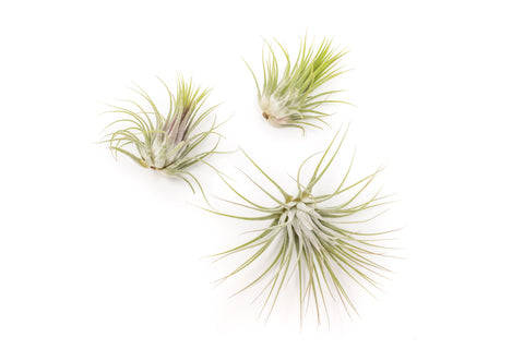 Large Tillandsia Ionantha Guatemala Air Plants, additional product view 2