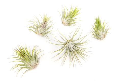 Tillandsia Ionantha Guatemala Air Plants Set