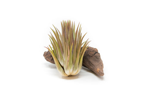 Tillandsia Ionantha Guatemala Macho