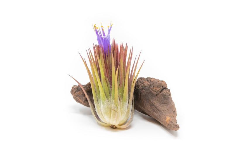 Load image into Gallery viewer, Tillandsia Ionantha Guatemala "Macho" Air Plant
