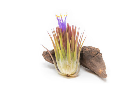 Tillandsia Ionantha Guatemala 