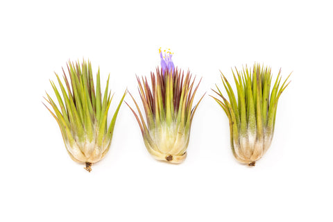 Tillandsia Ionantha Guatemala Macho Set
