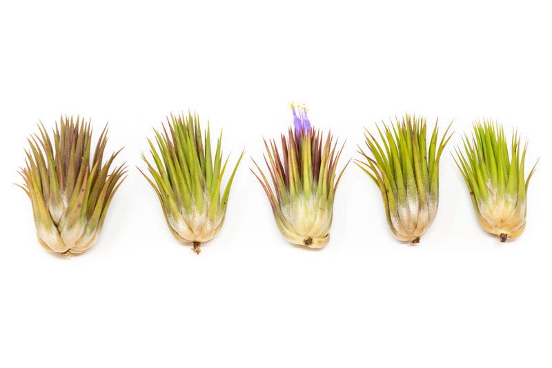 Load image into Gallery viewer, SALE - Tillandsia Ionantha Guatemala "Macho" Air Plants - Set of 5 or 10 - 30% Off
