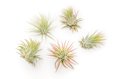 Tillandsia Ionantha Rubra Air Plants Set