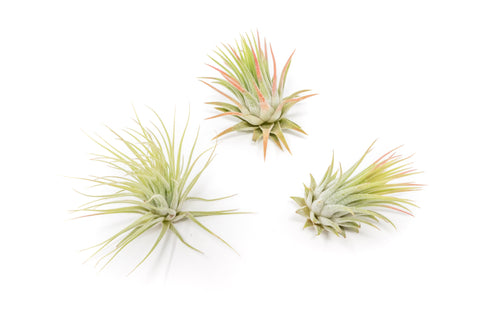 SALE - Tillandsia Ionantha Rubra Air Plants - Set of 10 or 20 - 40% Off, additional product view 2