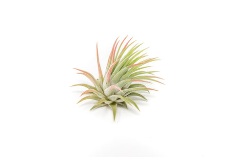 Tillandsia Ionantha Rubra Air Plants, additional product view 2