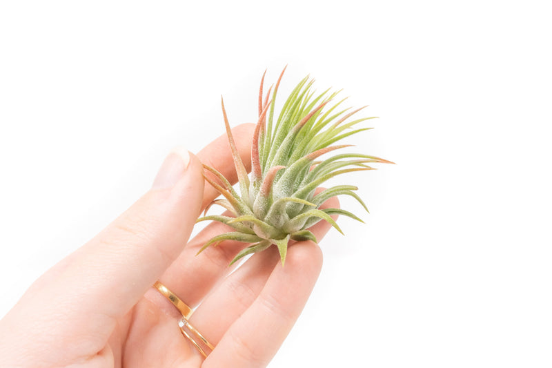 Load image into Gallery viewer, Tillandsia Ionantha Rubra Air Plants
