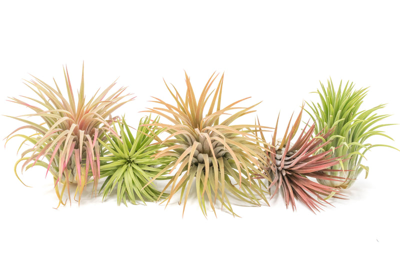 Load image into Gallery viewer, SALE - XL Tillandsia Ionantha Rubra Air Plants - Set of 10 or 20 - 40% Off
