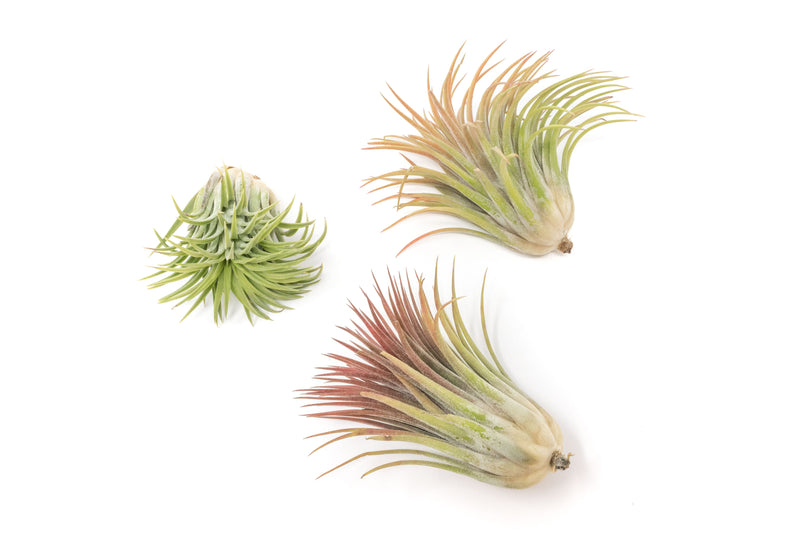 Load image into Gallery viewer, Large Tillandsia Ionantha Rubra Air Plants
