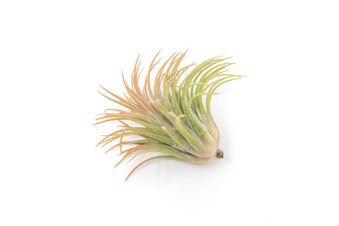 Large Tillandsia Ionantha Rubra Air Plants, additional product view 2