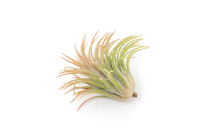 Load image into Gallery viewer, SALE - Large Tillandsia Ionantha Rubra Air Plants - Set of 10 or 20 - 40% Off
