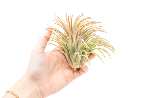 SALE - XL Tillandsia Ionantha Rubra Air Plants - Set of 10 or 20 - 40% Off, additional product view 2