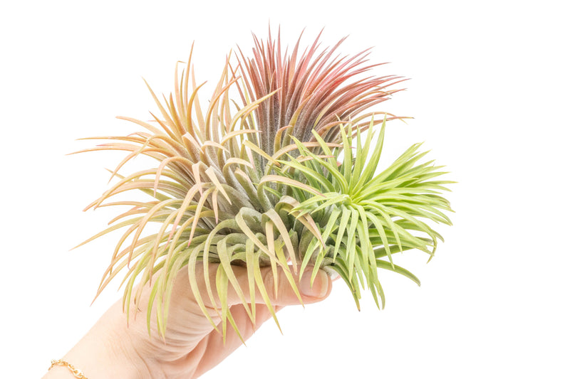 Load image into Gallery viewer, SALE - XL Tillandsia Ionantha Rubra Air Plants - Set of 10 or 20 - 40% Off
