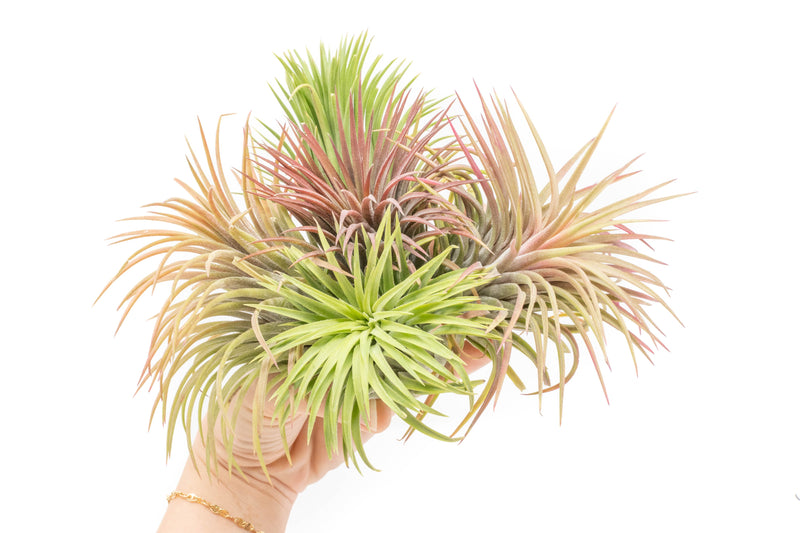 Load image into Gallery viewer, SALE - XL Tillandsia Ionantha Rubra Air Plants - Set of 10 or 20 - 40% Off
