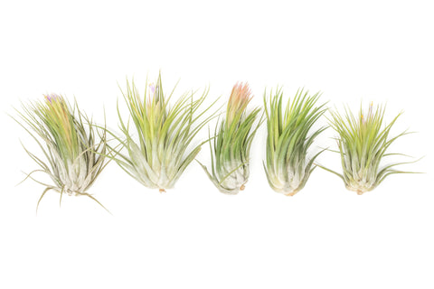 XL Tillandsia Ionantha Scaposa Set of 5 or 10