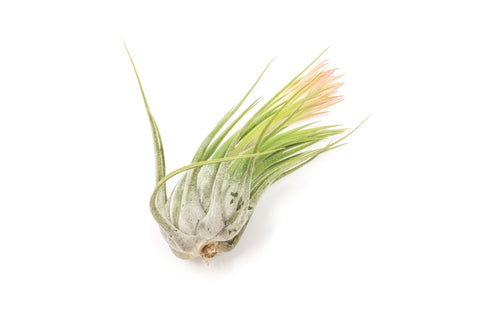 SALE - XL Tillandsia Ionantha Scaposa - Set of 5 or 10, additional product view 2