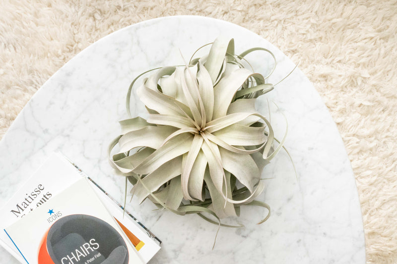 Load image into Gallery viewer, Spectacular Jumbo Tillandsia Xerographica / 8+ Inches Wide
