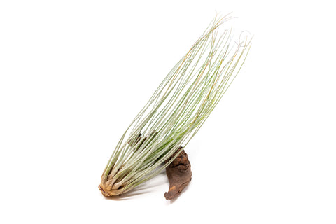 SALE - Large Tillandsia Juncea - Set of 10, 15 or 20 Air Plants - 50% Off, additional product view 2