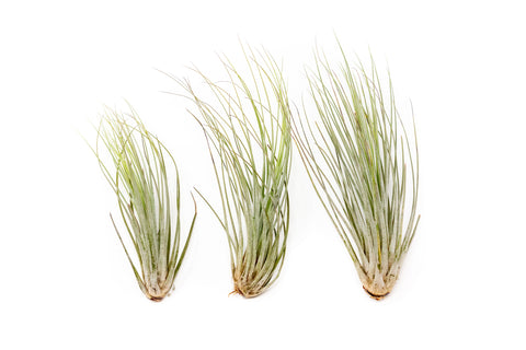 Tillandsia Juncea Air Plants, additional product view 2