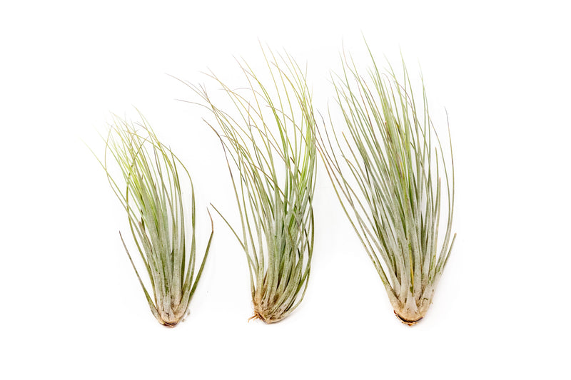 Load image into Gallery viewer, Large Tillandsia Juncea Air Plants /  8-12 Inch Plants
