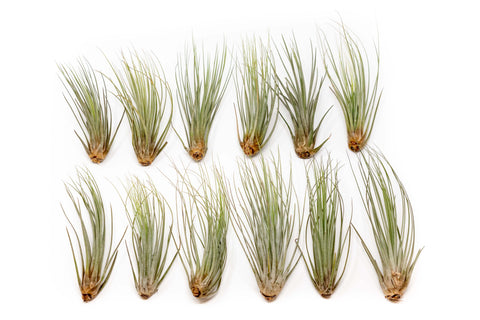 Large Tillandsia Juncea Air Plant Set
