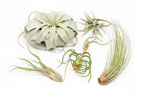 Large Tillandsia Air Plant Variety Pack