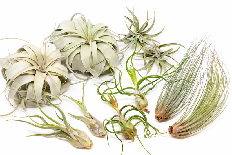 Load image into Gallery viewer, Large Tillandsia Air Plant Variety - Set of 10, 15, or 20 - 40% Off
