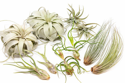 Large Tillandsia Air Plant Variety Set