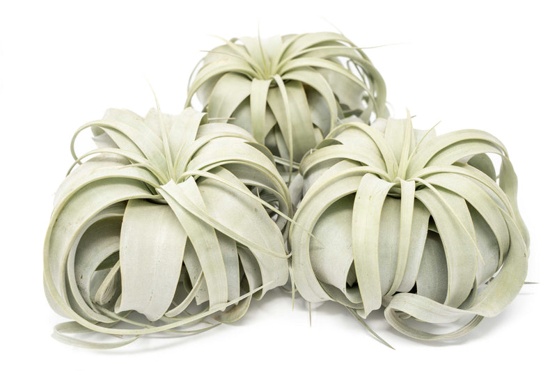 Load image into Gallery viewer, Large Tillandsia Xerographica / 6-8 Inches Wide
