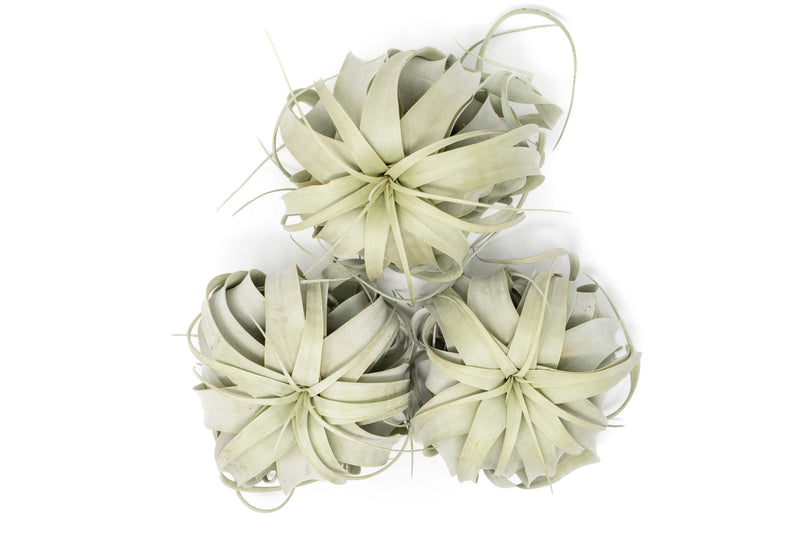 Load image into Gallery viewer, Large Tillandsia Xerographica / 6-8 Inches Wide
