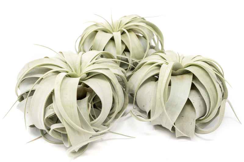 Load image into Gallery viewer, Large Tillandsia Xerographica / 6-8 Inches Wide
