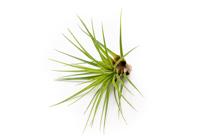 Load image into Gallery viewer, SALE - Tillandsia Melanocrater Tricolor Air Plants - Set of 10, 20 or 30 - 70% Off

