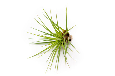 Large Tillandsia Melanocrater Tricolor