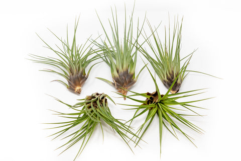 Large Tillandsia Melanocrater Tricolor Air Plants / 6-8 Inch Plants, additional product view 2
