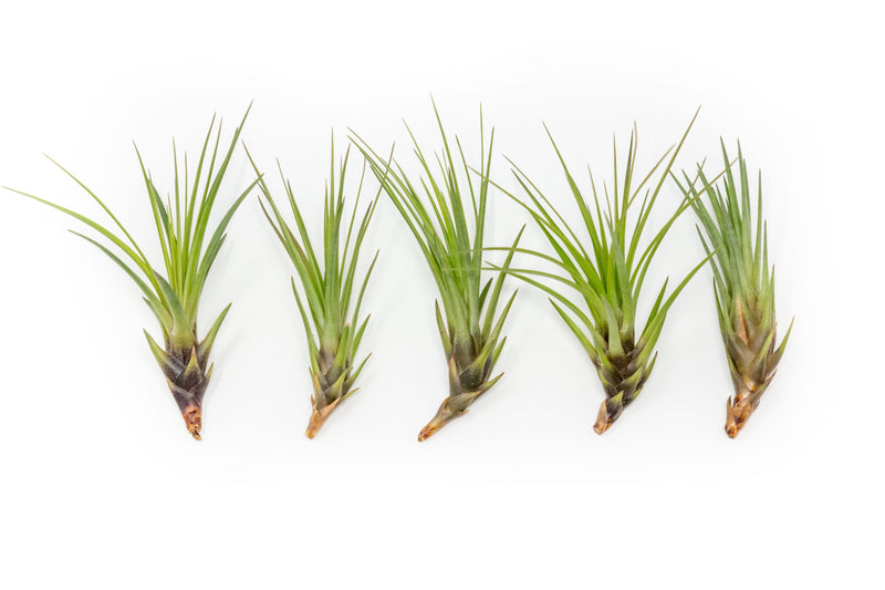 Load image into Gallery viewer, Tillandsia Melanocrater Tricolor Air Plants
