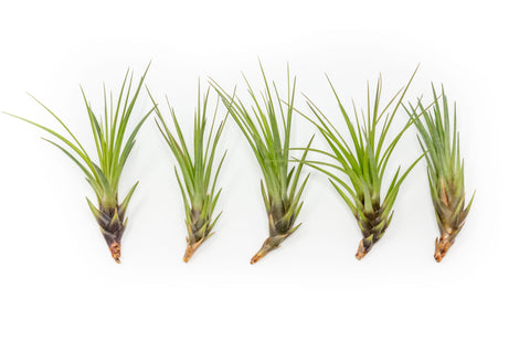 Tillandsia Melanocrater Tricolor Air Plants, additional product view 2