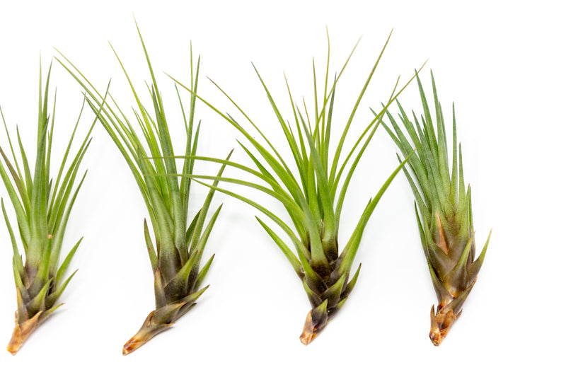 Load image into Gallery viewer, Tillandsia Melanocrater Tricolor Air Plants
