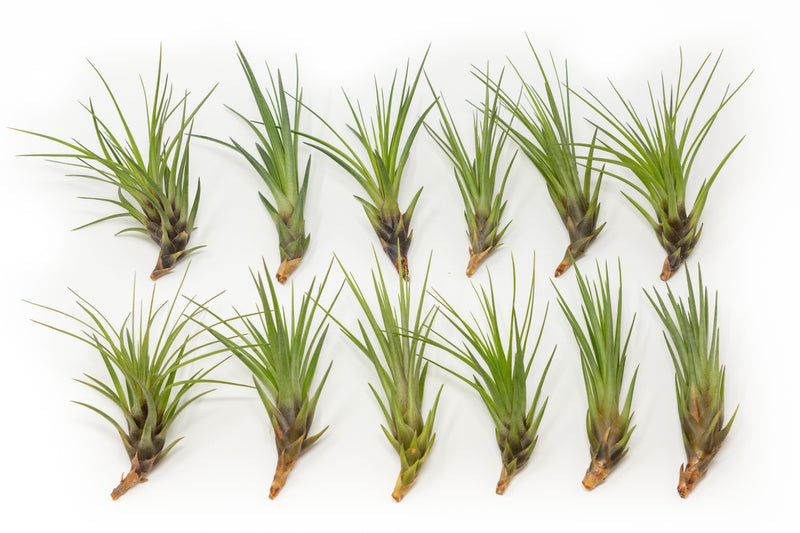 Load image into Gallery viewer, SALE - Tillandsia Melanocrater Tricolor Air Plants - Set of 10, 20 or 30 - 70% Off
