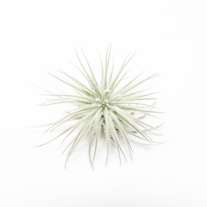 Load image into Gallery viewer, 3 Tillandsia Tectorum Ecuador Air Plants for $12
