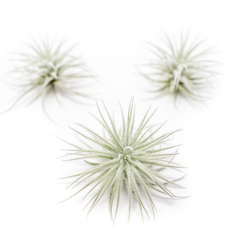Load image into Gallery viewer, 3 Tillandsia Tectorum Ecuador Air Plants for $12
