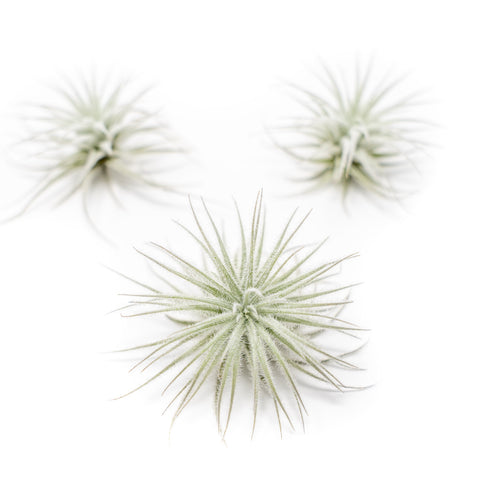 3 Tillandsia Tectorum Ecuador air plants
