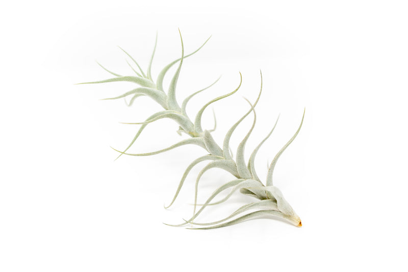 Load image into Gallery viewer, Tillandsia Albida 'Minor' Air Plants
