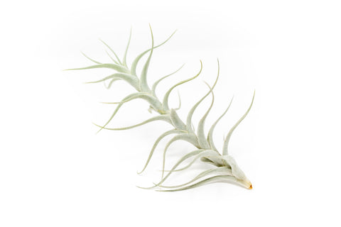 Tillandsia Albida 'Minor' Air Plants, additional product view 2
