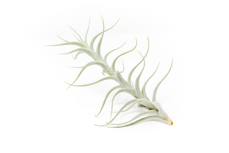 Load image into Gallery viewer, Tillandsia Albida 'Minor' Air Plants
