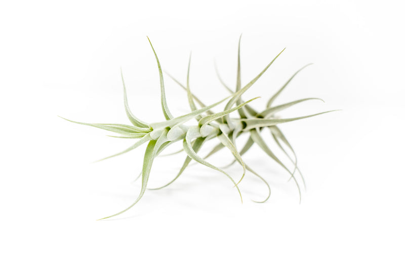 Load image into Gallery viewer, Tillandsia Albida 'Minor' Air Plants
