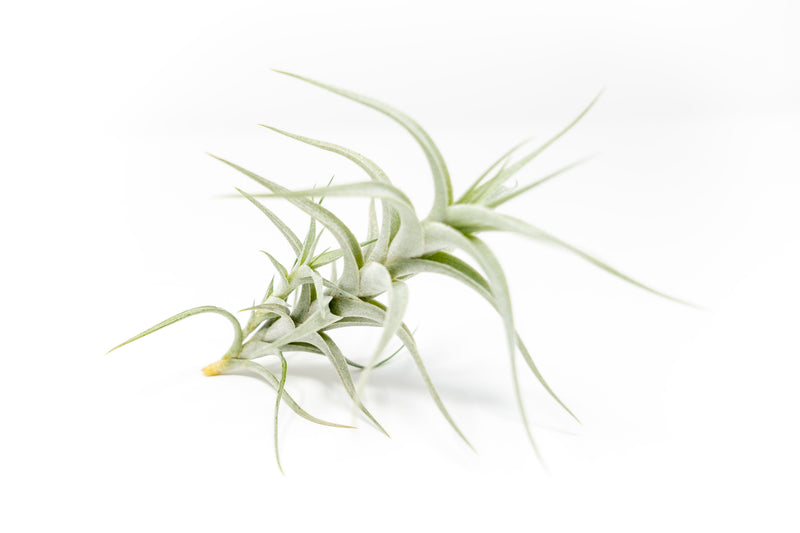 Load image into Gallery viewer, Tillandsia Albida 'Minor' Air Plants
