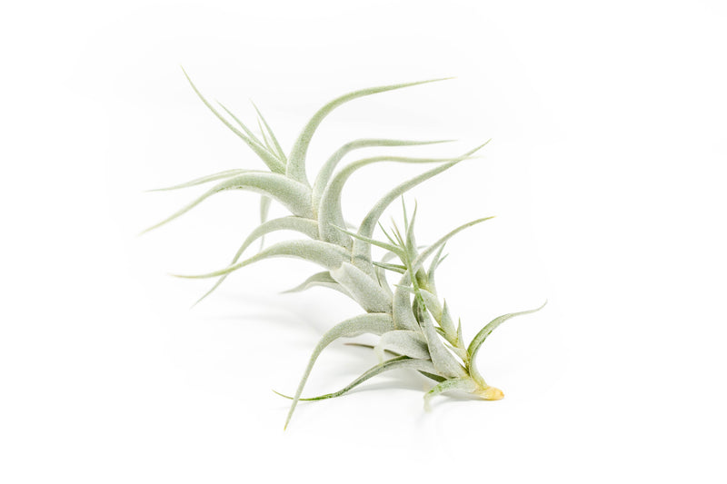 Load image into Gallery viewer, Tillandsia Albida 'Minor' Air Plants
