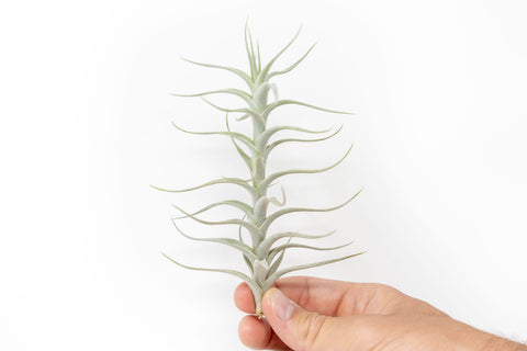 Tillandsia Albida Minor Air Plants