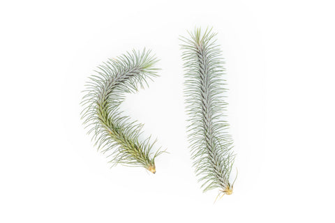 Tillandsia Funckiana v. Recurvifolia Air Plant, additional product view 2