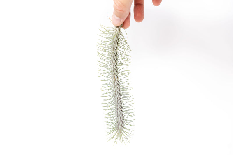 Load image into Gallery viewer, Tillandsia Funckiana v. Recurvifolia Air Plant
